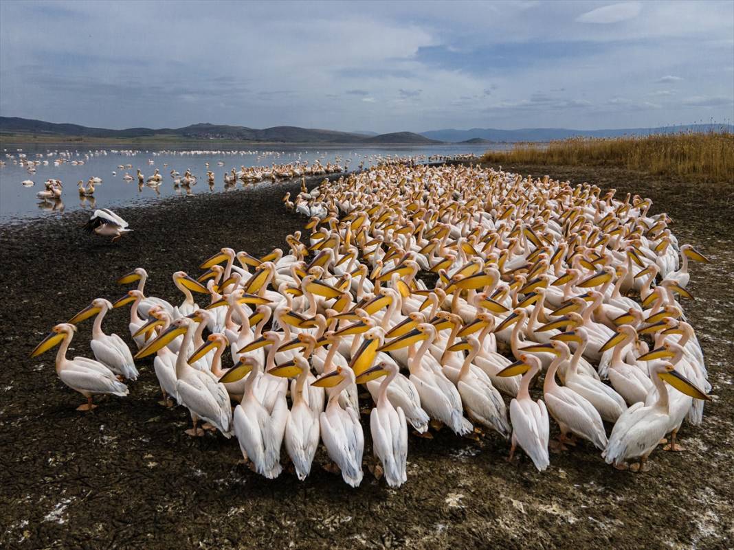 Konya’nın tektonik gölü Afrika’dan gelen misafirlerini ağırlıyor 3